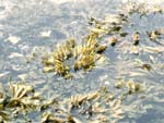 thalasso algue boue